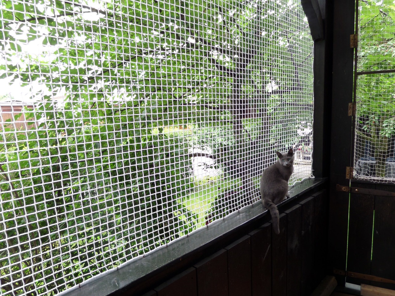 Pets Safety Nets In Bhubaneswar