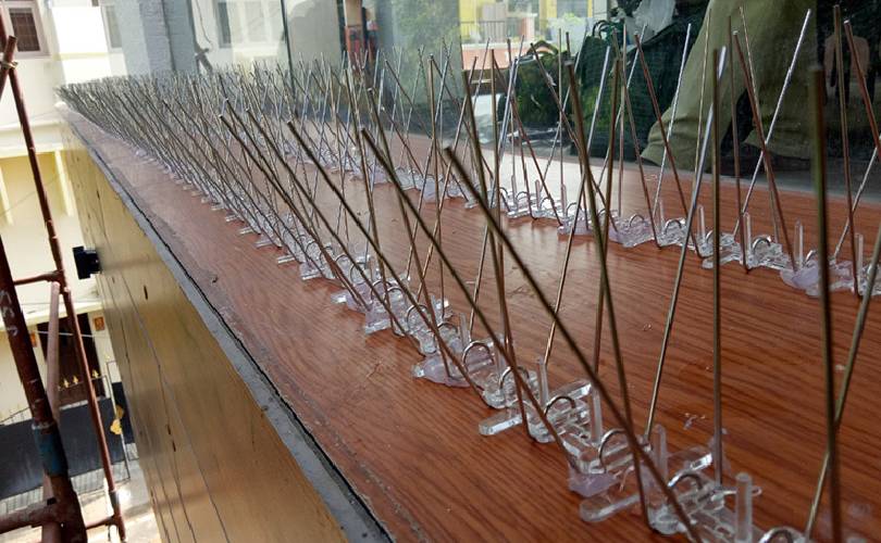 MBird Spikes In Bhubaneswar