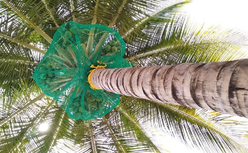 Coconut Tree Safety Nets In Bhubaneswar