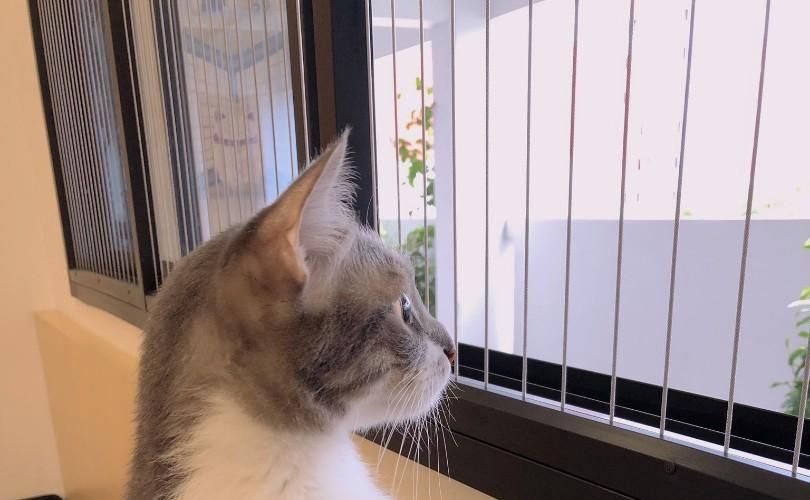 Invisible Grills for Pets Safety in Bhubaneswar